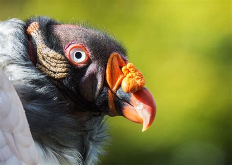 39 Colorful King Vulture Facts (Sarcoramphus papa) | JustBirding.com