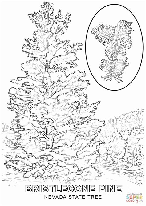 Washington State Flower Coloring Page