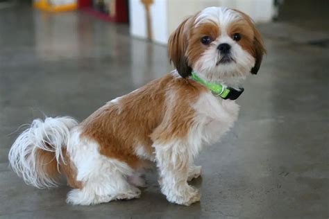 Shih Tzu Dogs Breed Information, Personality, Pictures - Toy Dogs
