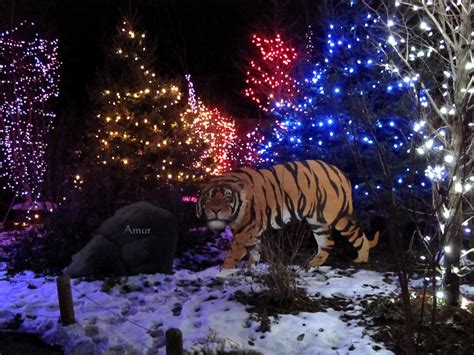 Animals At Christmas Lights Columbus Zoo