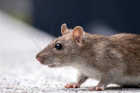 Close-up of a Rat · Free Stock Photo