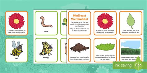 The Cautious Caterpillar Microhabitats Sorting Cards