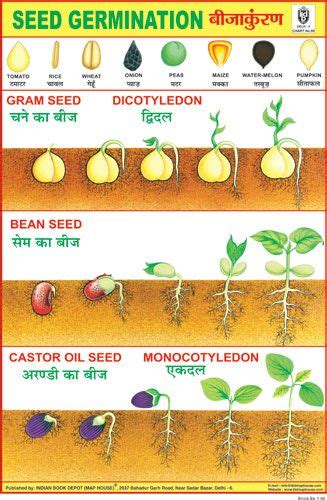 SEED GERMINATION | Seed germination, Germination, Seed germination for kids