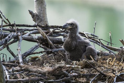 Bald Eagle Nesting Photograph by Mark Newman - Fine Art America