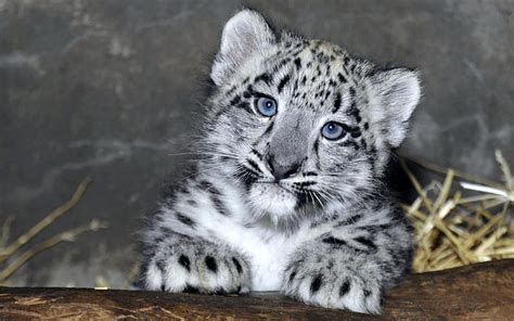 Snow Leopard Cub ( 2 Month ), Leopard, Cats, Nature, Animals, HD ...