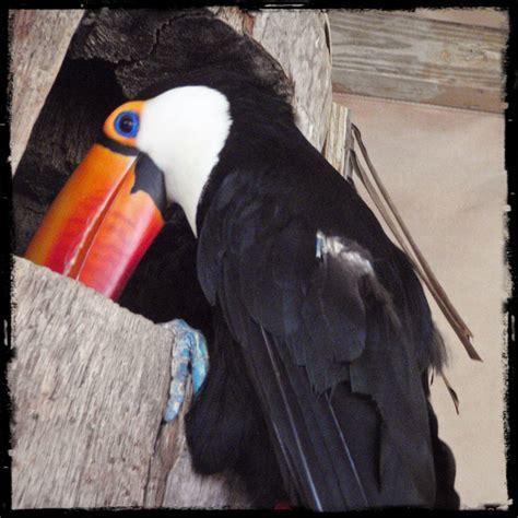 Toco toucan with new pin feathers | Adventures in Toucanland