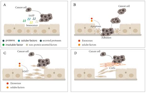 Mesothelial Cells