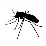 Mosquito Free Stock Photo - Public Domain Pictures