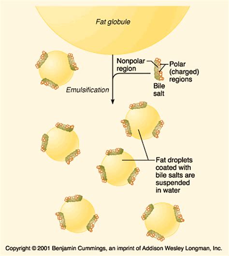 Cholesterol Archives | Our Biochemistry- Namrata Chhabra