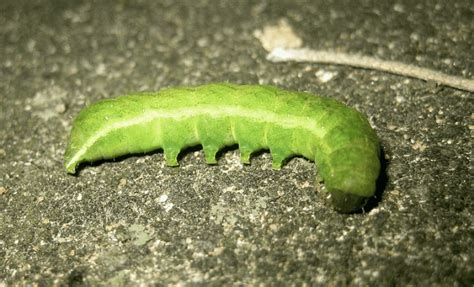 Striped Caterpillars: An Identification Guide (With Photos) - Owlcation