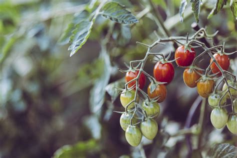 Quick Homemade Tomato Fertilizer — Meadowlark Journal