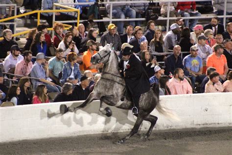 Tennessee Walking Horse Show Schedule 2024 - Else Nollie