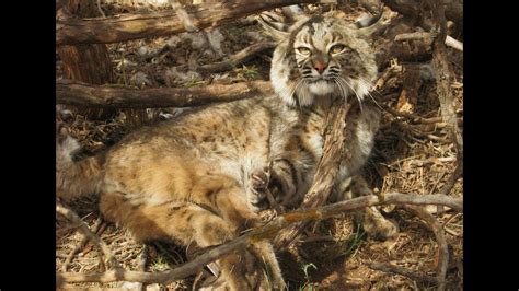 Bobcat Trapping for Beginners - YouTube