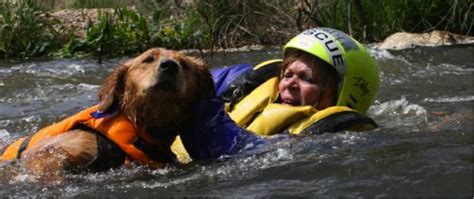 Do you want to be qualified to help animals in a disaster? - World Vets ...