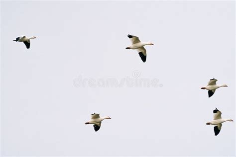 View from Below of Flying Snow Geese Stock Illustration - Illustration of group, flight: 269858261