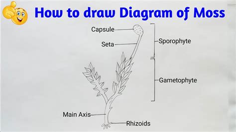 how to draw diagram of moss step by step for beginners - YouTube