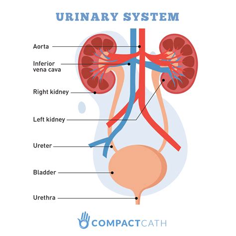 Urinary Incontinence_Urinary System - CompactCath