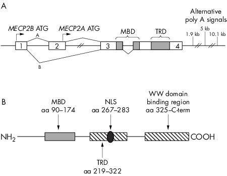 (A) Structure of the MECP2 gene and mRNA (adapted from Kriaucionis and ...