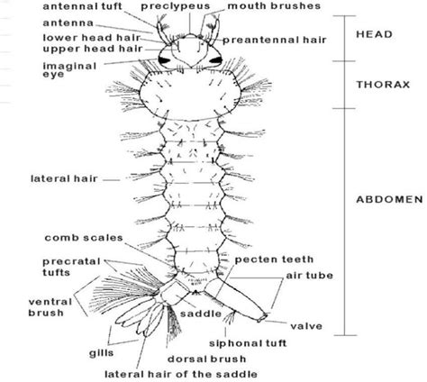 Basic anatomy of mosquito larvae (vectorbio.rutgers.edu) | Download ...