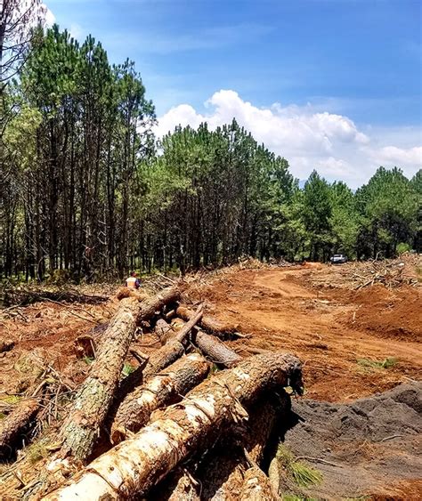 Cambio de Uso de Suelo en Terrenos Forestales - Cóbano