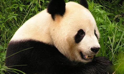 Giant Panda Conservation - Interview with WWF - Conjour Report