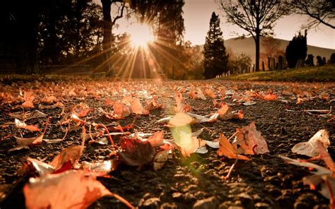 HD Autumn Sunshine Wallpaper | Download Free - 57930