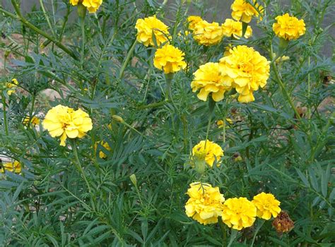 Marigold " Yellow tall" | caribbeanecoseeds