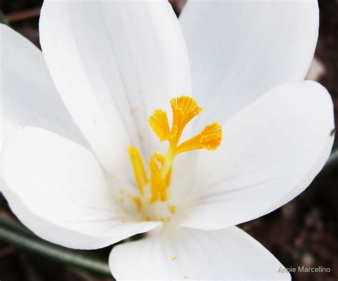 "White Crocus Flower Bloom " by Annie Marcelino | Redbubble