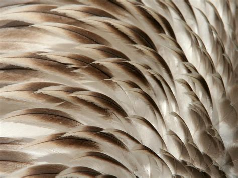 How Feathers Insulate | BirdNote