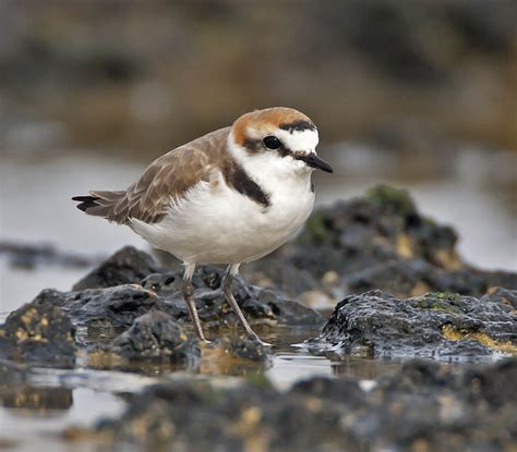 Kentish Plover (male) photo - John Anderson photos at pbase.com