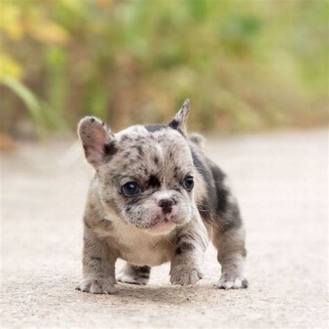 Rolly Merle Mini French bulldog for sale, Teacup French Bulldog is rare and flawless! You will ...