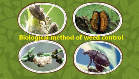 Biological method of weed control with Merits and Demerits - Basic ...