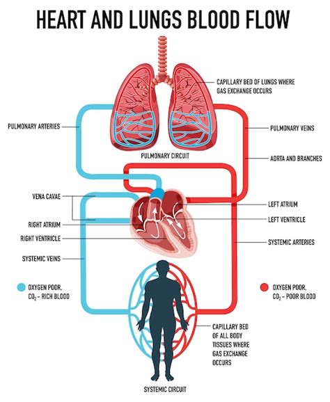 Free Vector | Diagram showing heart and lungs blood flow