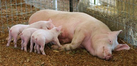 Sow & Piglets | A mother pig feeds her babies at the 2009 No… | Flickr