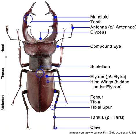 [Breeding] Stag Beetle Anatomy | Insect Brothers