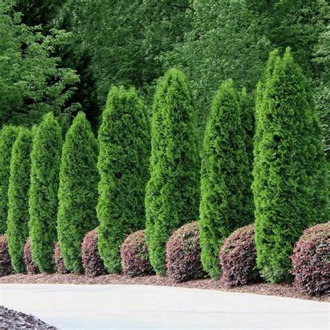 Emerald Green Arborvitae Spacing And Growth Rate