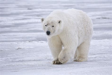 Animales en peligro de extinción: el oso polar