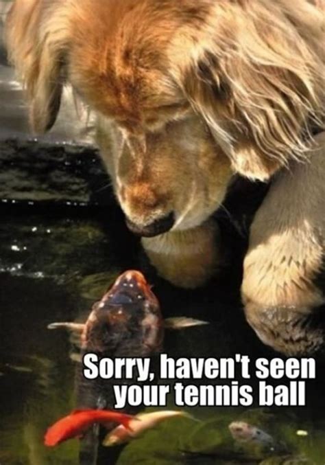 Picture Gallery Of Animals With Funny Captions