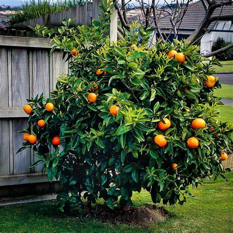 A Simple Guide on Growing the Miraculous Washington Navel Orange – Oxfarm