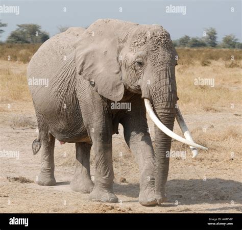 Female elephant with long crossed over tusks in Amboseli National Park Kenya East Africa Stock ...