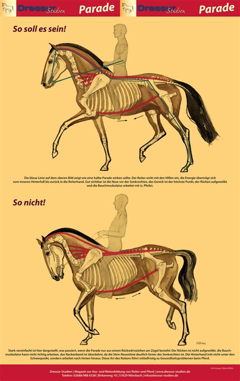 Die Parade: Das Poster zum Ausdrucken | Dressur-Studien Horse Riding Tips, Horse Tips, Horse ...