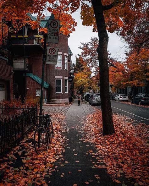 a bike parked on the side of a road next to a tree filled with leaves