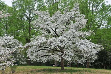 Cornus florida 'Cloud Nine' | Flowering Dogwood - Leafland Limited | Best Price | Buy Trees ...