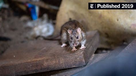 Can Rats Urine Kill Dogs