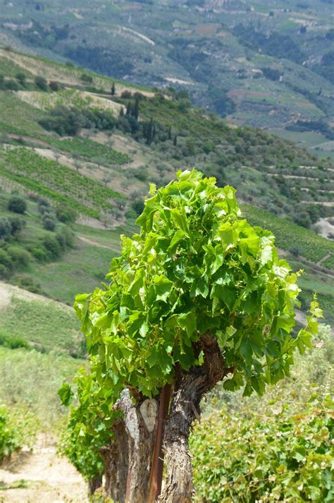 Free Images : tree, nature, vineyard, wine, field, flower, food ...