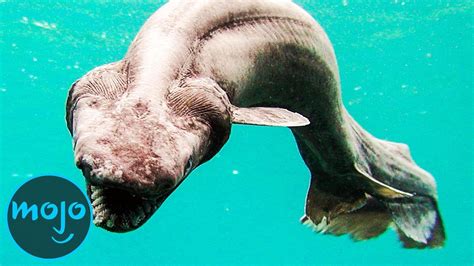 Top 10 Mysterious Creatures That Live in the Deep Sea | WatchMojo.com