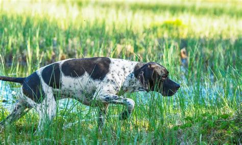 Pointer Dog Breed: Everything You Need to Know About This Elegant ...