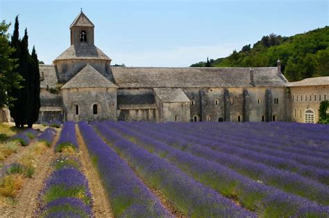 Lavender fields of Provence • Thrive and Wander