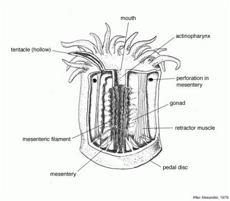 Virtual museum - Anthozoas