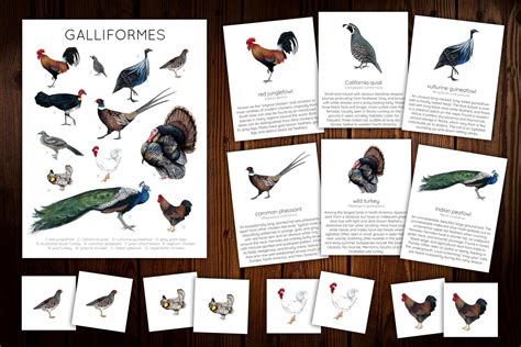 Galliformes Mini Nature Study — Stephanie Hathaway Designs